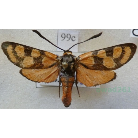 Zygaena carniolica taurica Staudinger, 1878 Kraśnik rzęśniowiec Turkey99c